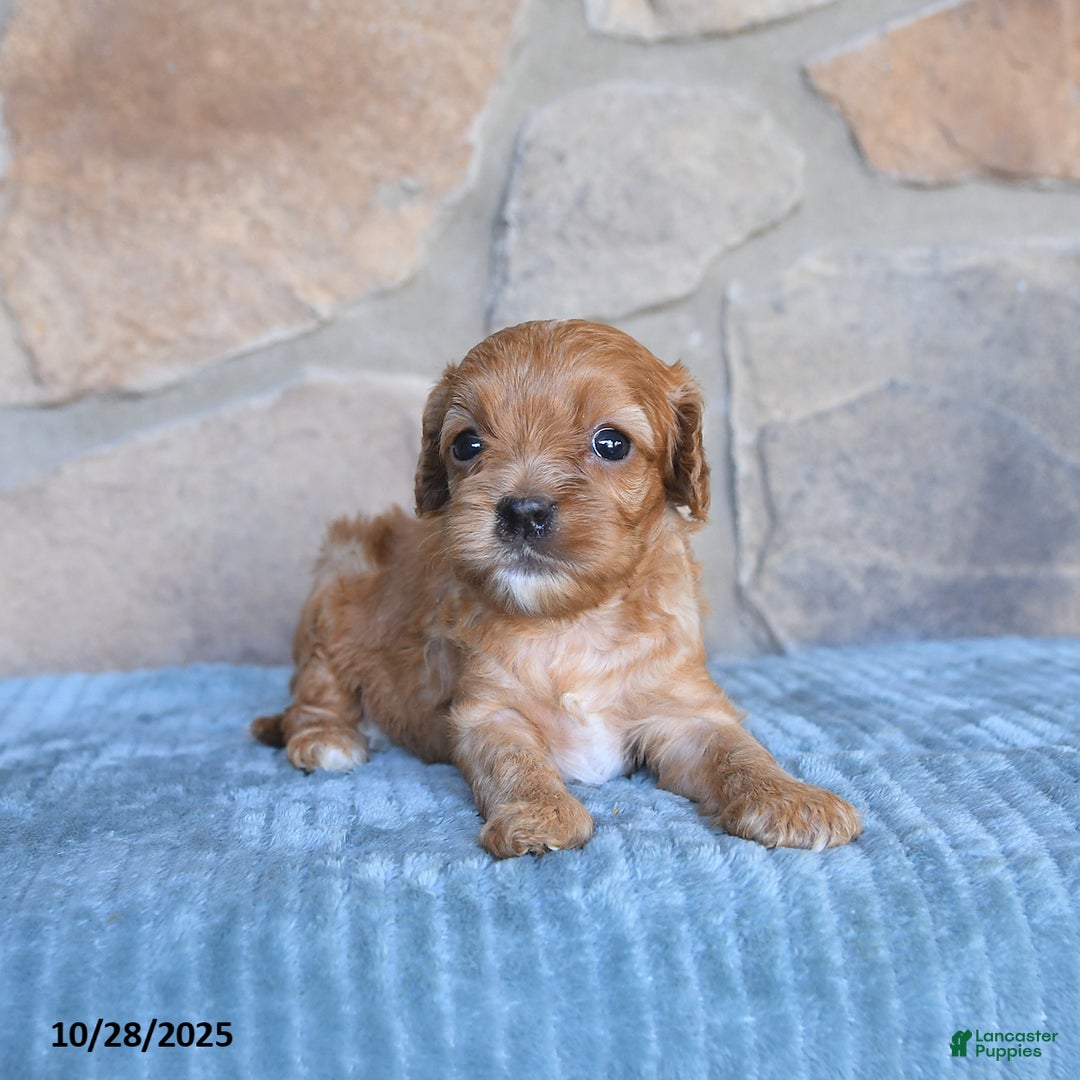 Cavapoo dogs for sale: Faye - Ad 9