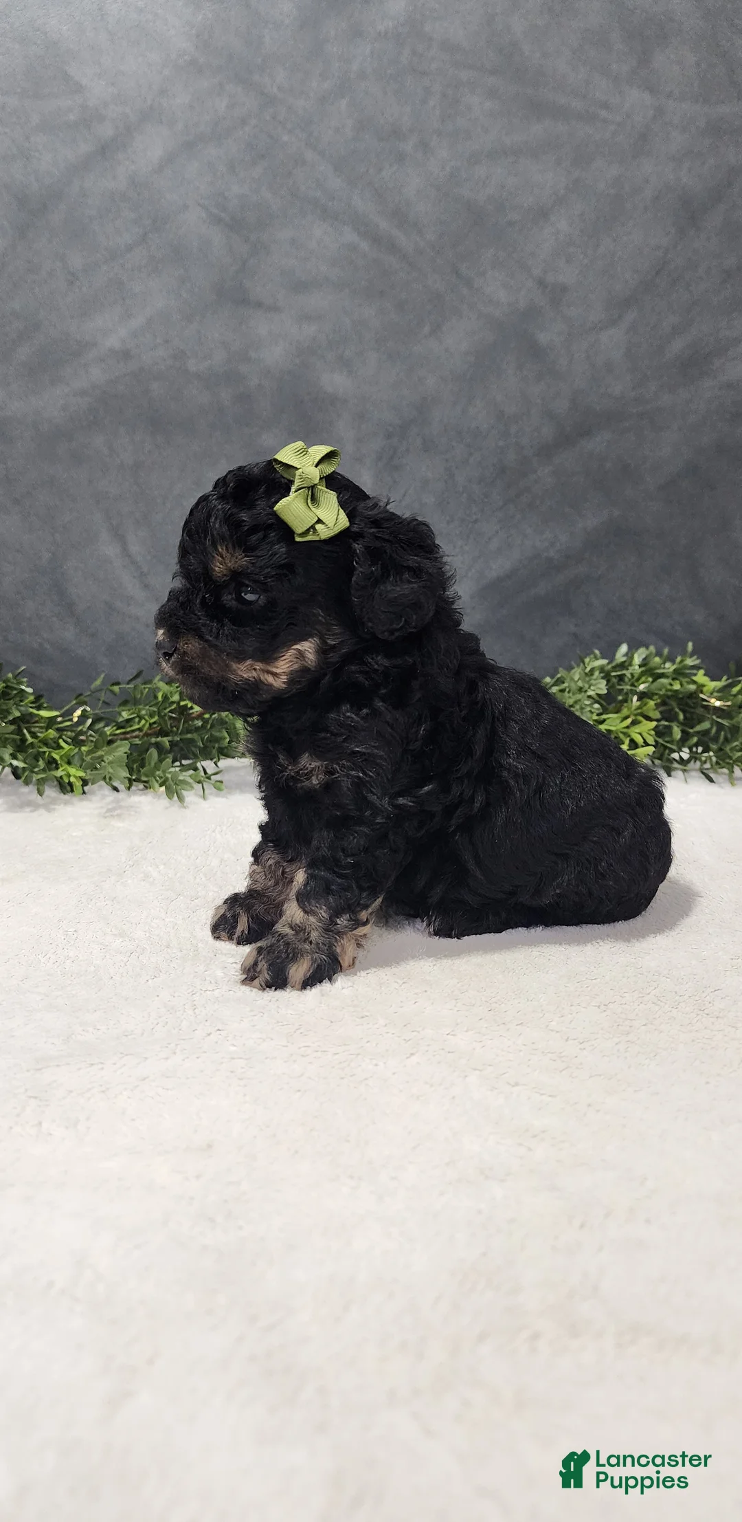 Miniature Poodle dogs for sale: Charlie  - Ad 6