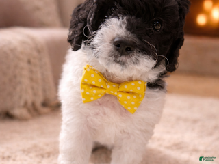 Mini Sheepadoodle dogs Yellow-Ash - Ad 4