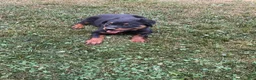 Rottweiler dogs for sale: Abby - Ad 7