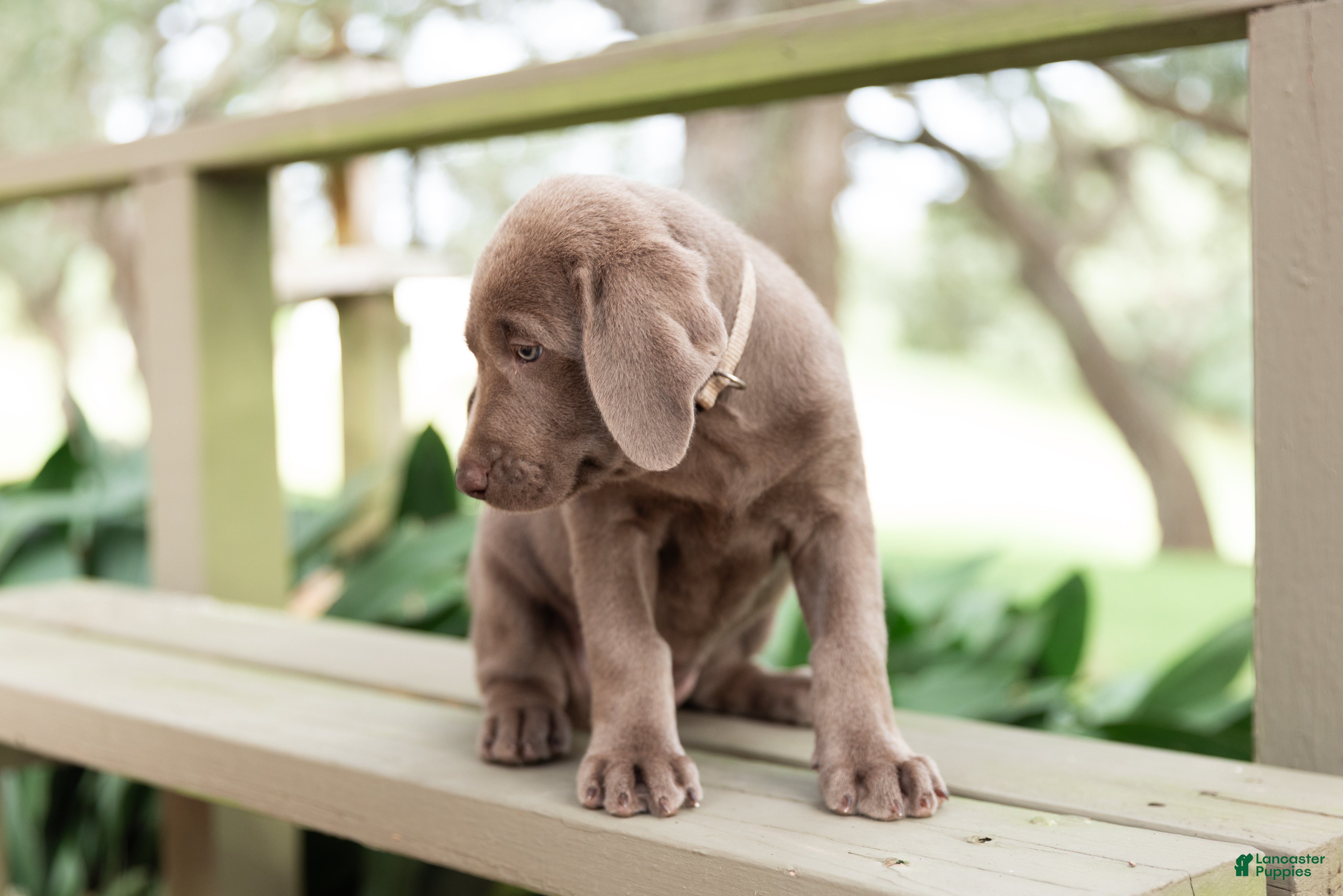 Labrador Retriever dogs Beige- Female - Ad 2