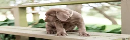Labrador Retriever dogs for sale: Beige- Female - Ad 2