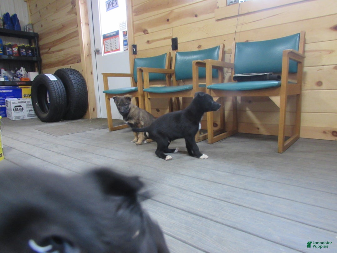 Mixed Breed dogs for sale: Kia - Ad 4