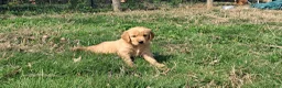 Golden Retriever dogs for sale: Paulina - Ad 1