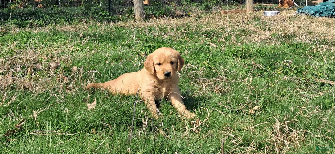 Golden Retriever dogs for sale: Paulina - Ad 1