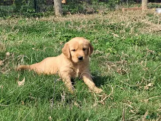 Golden Retriever dogs Paulina - Ad 3