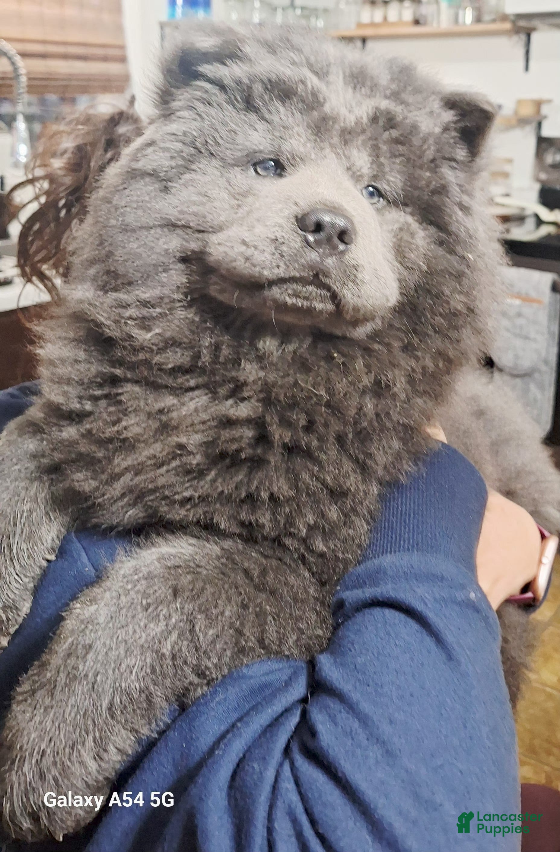 Chow Chow dogs Chow Chow Puppy 3 - Ad 21