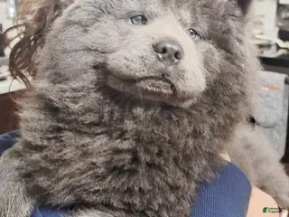 Chow Chow dogs Chow Chow Puppy 3 - Ad 21