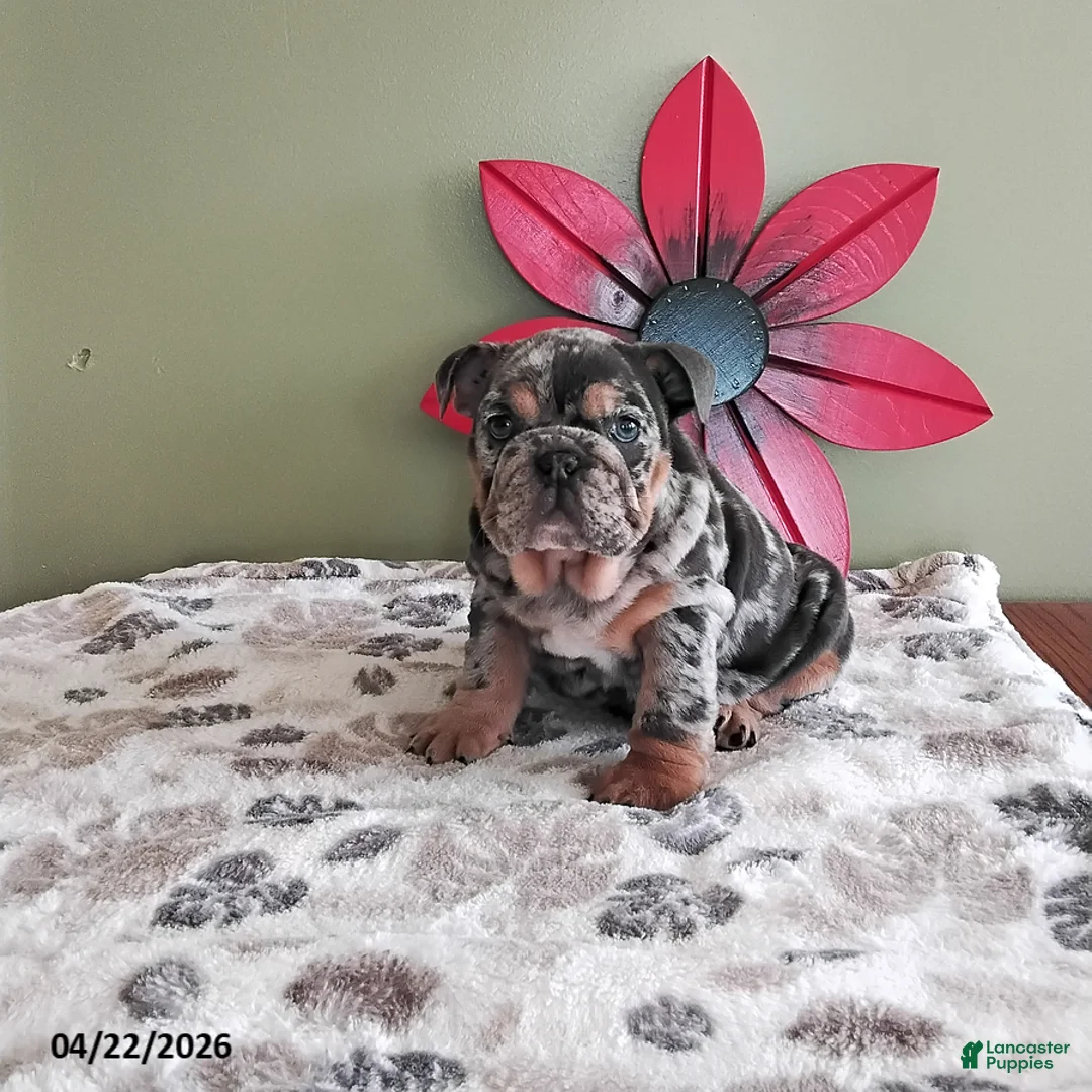 English Bulldog dogs for sale: Kayla - Ad 1