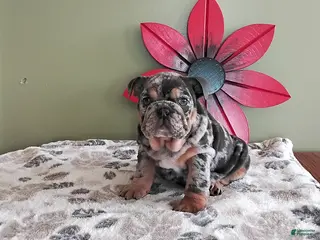 English Bulldog dogs for sale: Kayla - Ad 3
