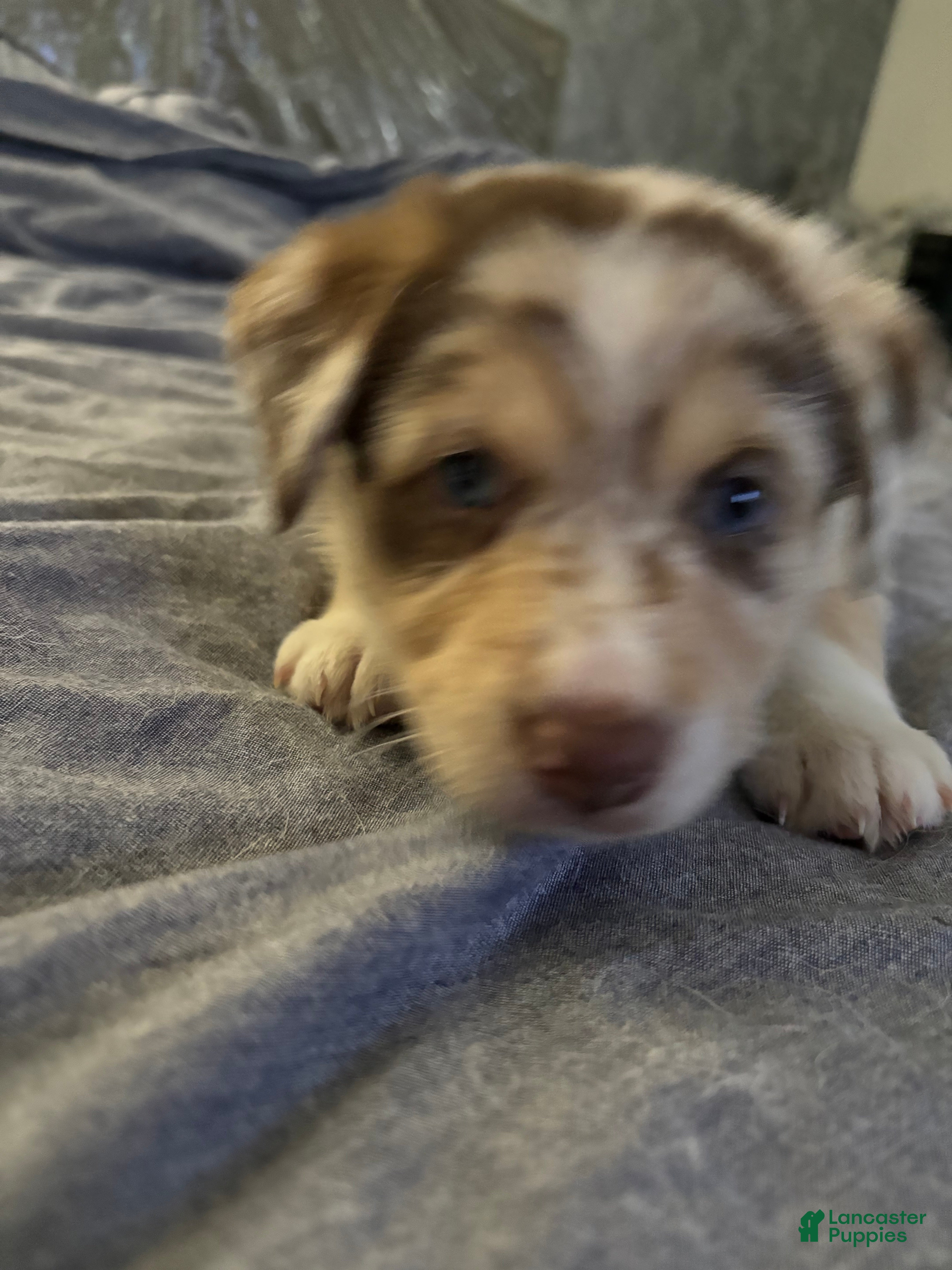 Mixed Breed dogs Mixed Breed Puppy 5 - Ad 29