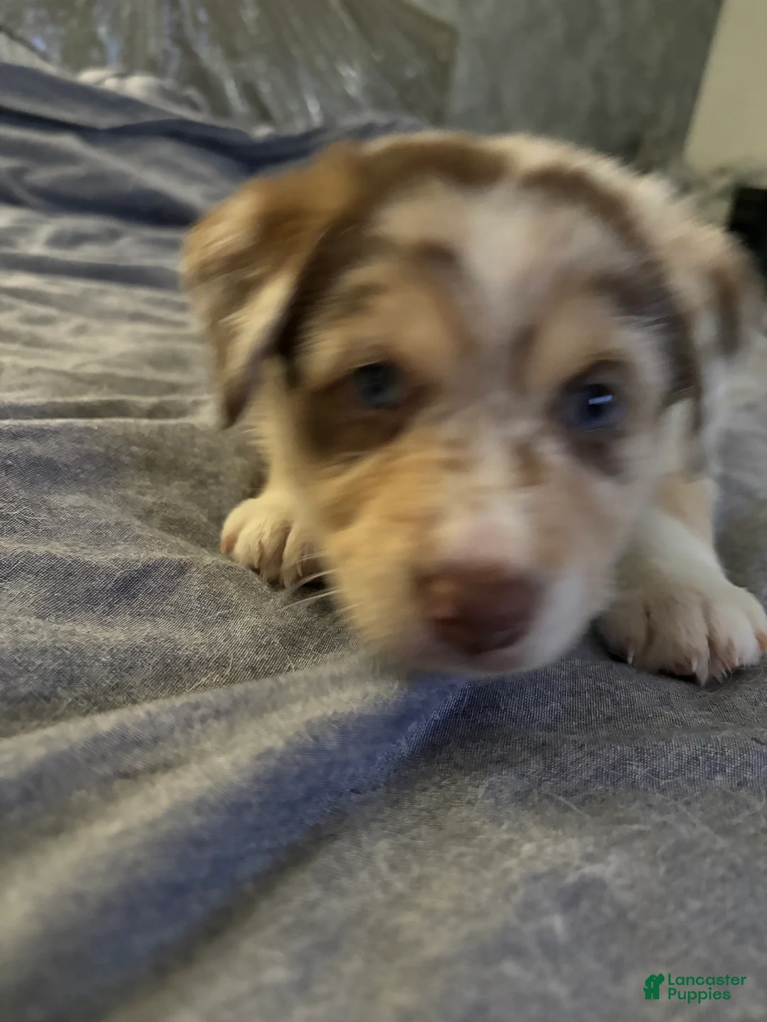 Mixed Breed dogs for sale: Mixed Breed Puppy 5 - Ad 1