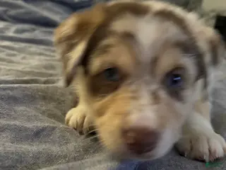 Mixed Breed dogs Mixed Breed Puppy 5 - Ad 29