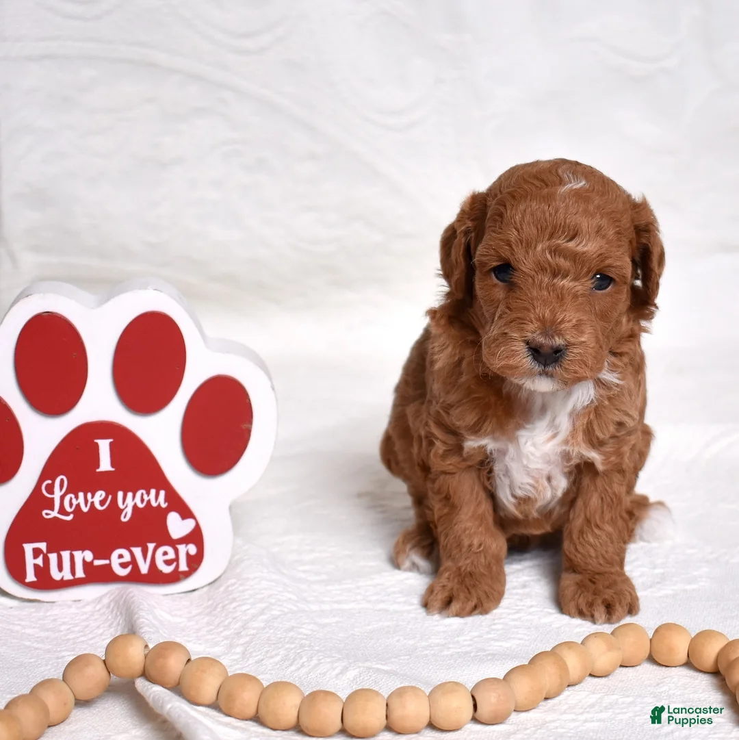 Miniature Poodle dogs for sale: Ruby - Ad 6