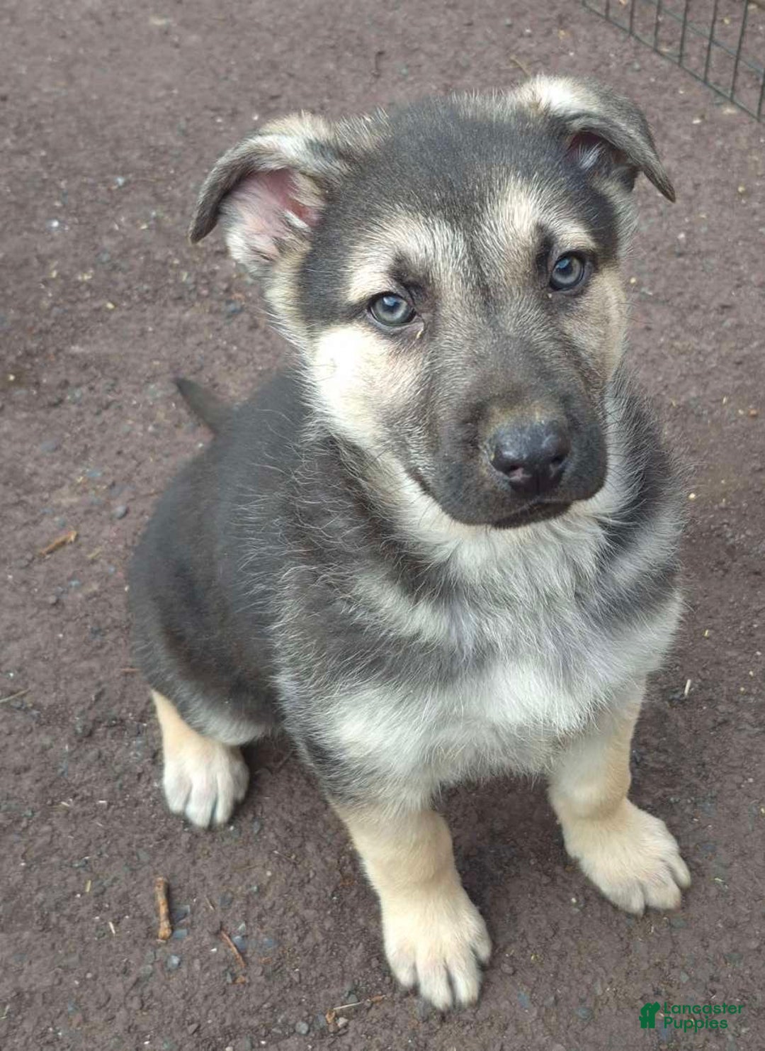 German Shepherd dogs for sale: German Shepherd Puppy  - Ad 1