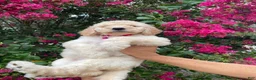 Goldendoodle dogs for sale: Lily - Ad 7