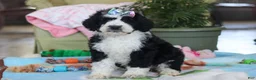 Bernedoodle dogs for sale: Nova - Ad 2