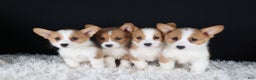Welsh Corgi Pembroke dogs for sale: Honey - Ad 37