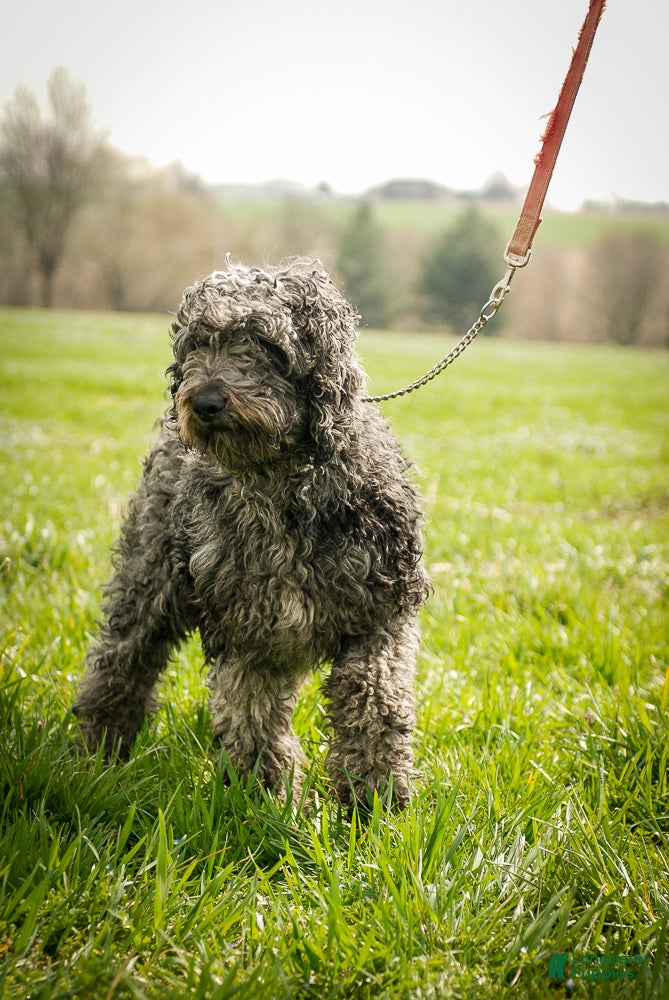 Goldendoodle dogs Jewel - Ad 1