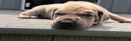 Great Dane dogs for sale: Sunshine  - Ad 4