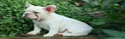 French Bulldog dogs for sale: Snoopy 🐶 - Ad 11
