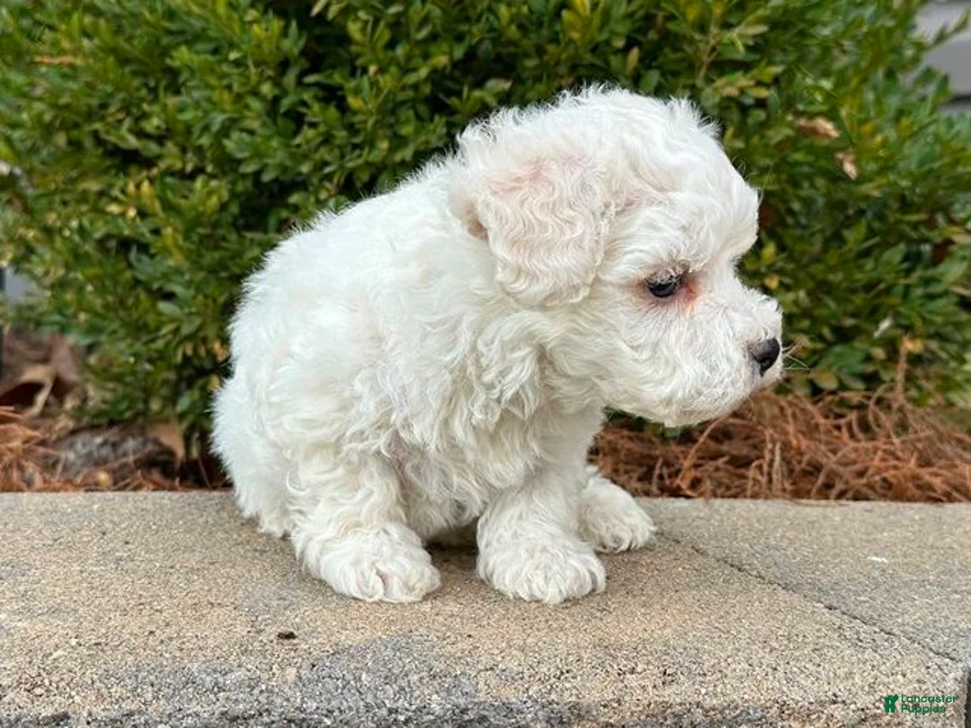 Bichon Frise dogs for sale: Huck - Ad 2