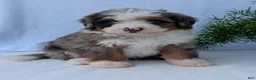 Mini Bernedoodle dogs for sale: Mini Marlo  - Ad 8