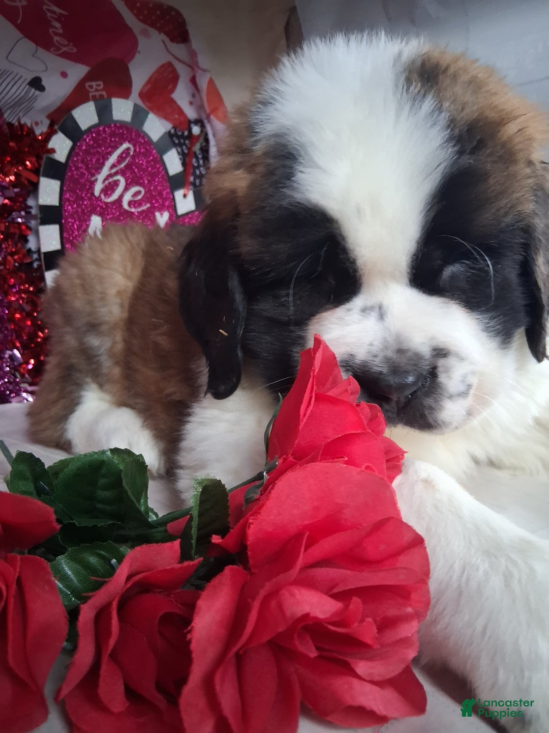 Saint Bernard dogs for sale: Magnus  - Ad 8