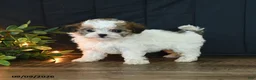 Mixed Breed dogs for sale: Marble - Ad 5