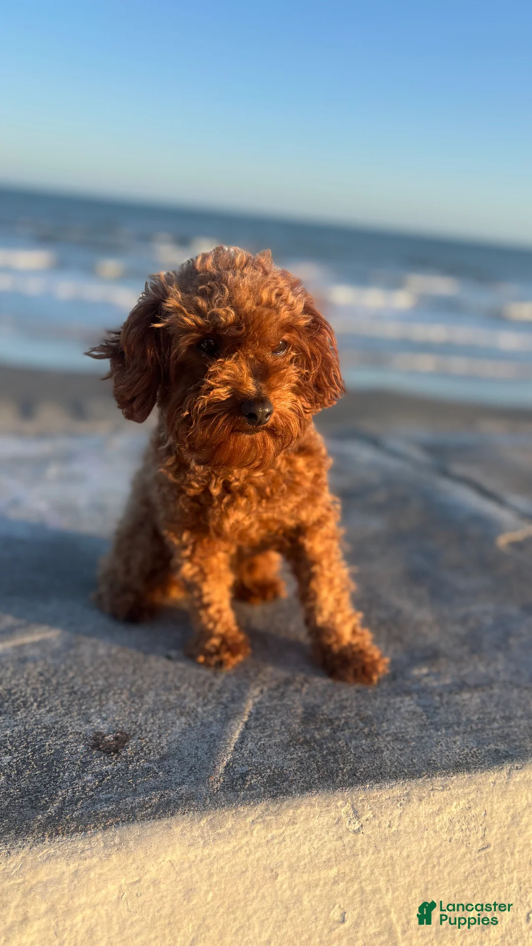 Toy Poodle dogs for sale: Toy Poodle Puppy 2 - Ad 8