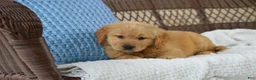 Golden Retriever dogs for sale: Lilo - Ad 2