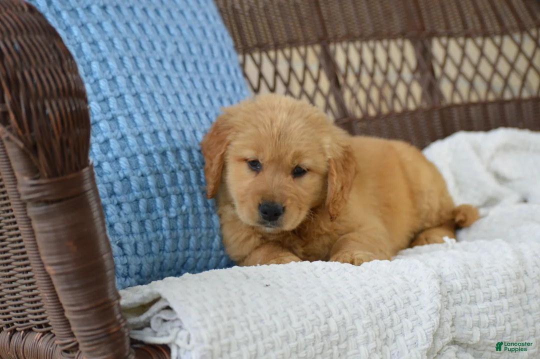 Golden Retriever dogs for sale: Lilo - Ad 2