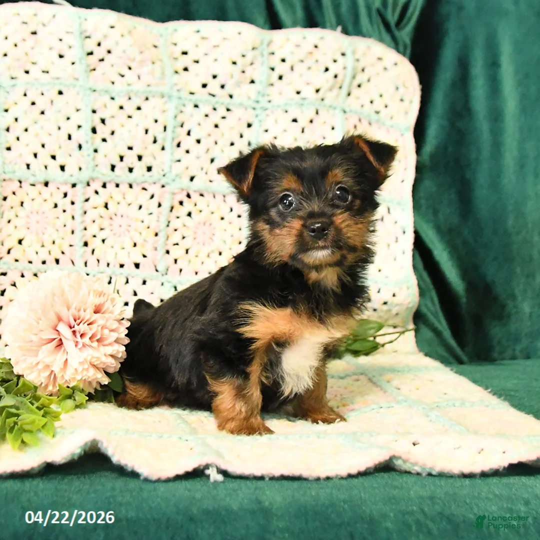 Yorkshire Terrier dogs for sale: Dawson - Ad 2