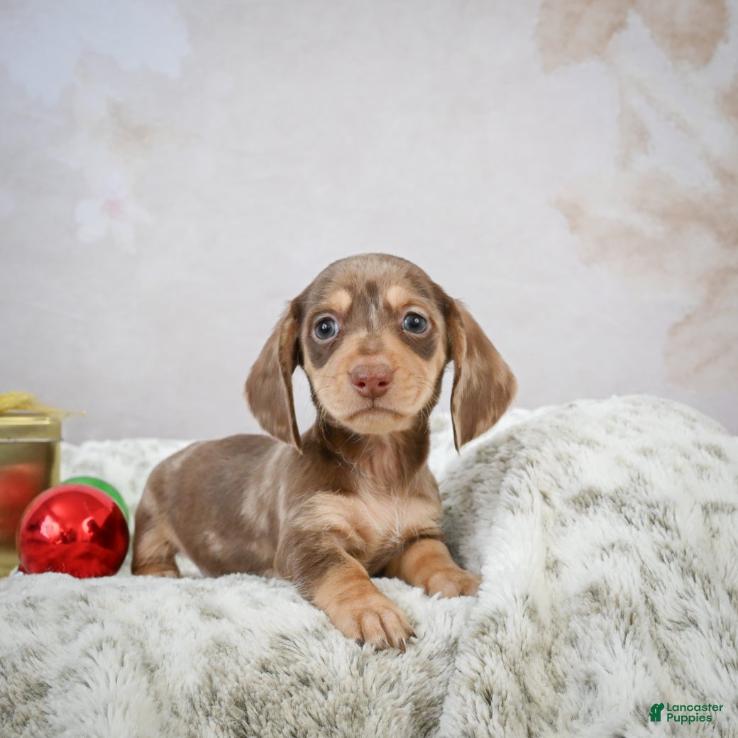 Miniature Dachshund dogs Eloise - Ad 19