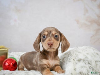 Miniature Dachshund dogs Eloise - Ad 19