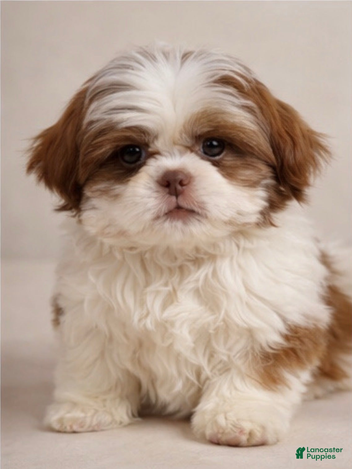 Shih Tzu dogs Cookie - Ad 29