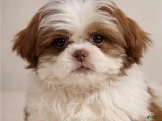 Shih Tzu dogs Cookie - Ad 29