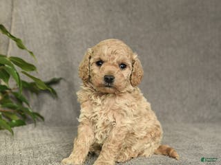 Cockapoo dogs Tucker - Ad 42