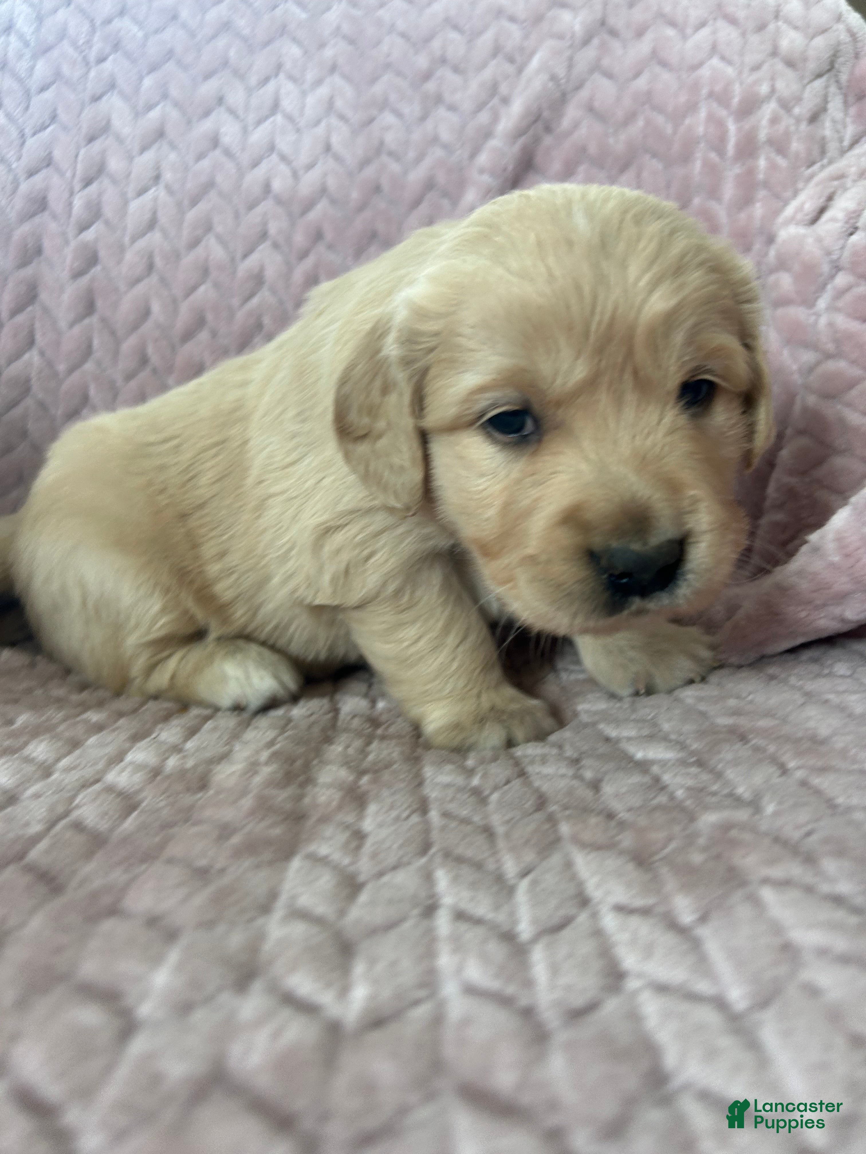 Golden Retriever dogs Muffin - Ad 9