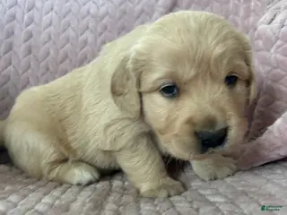 Golden Retriever dogs Muffin - Ad 9