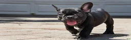 French Bulldog dogs for sale: Lilo - Solid Black Female (No brindle) - Rare - Ad 7