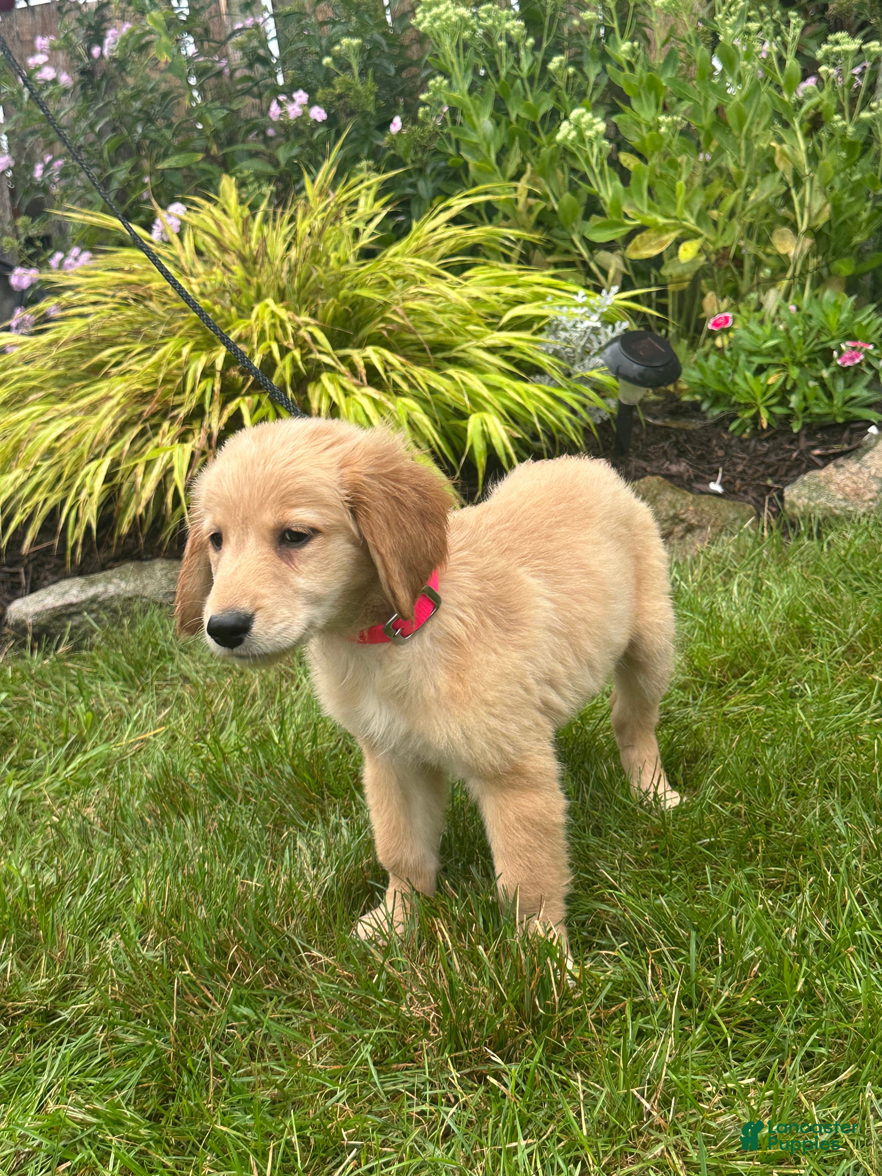 Golden Retriever dogs Golden Retriever 7 - Ad 2