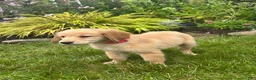 Golden Retriever dogs for sale: Golden Retriever 7 - Ad 2