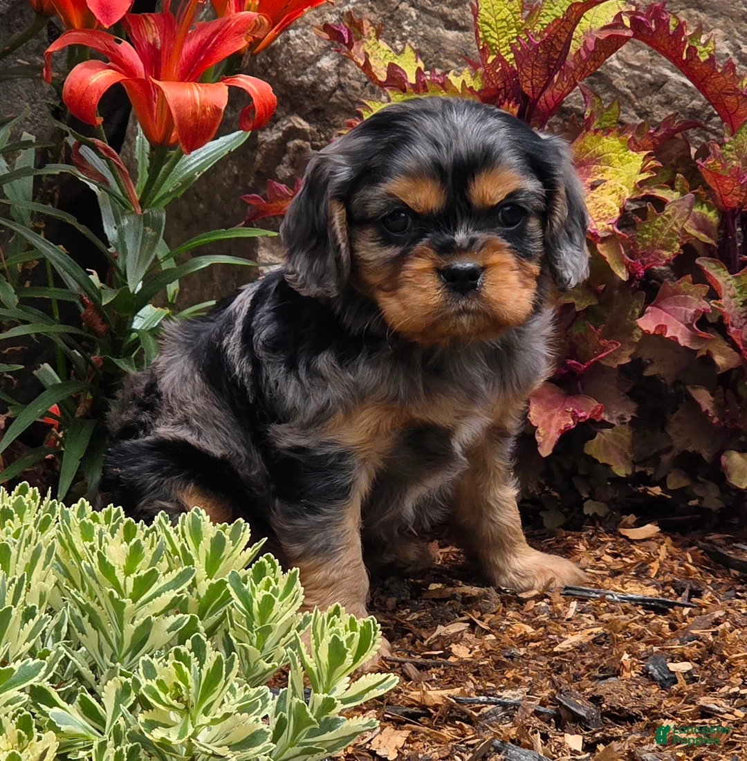 Cavalier King Charles Spaniel dogs for sale: Commet - Ad 7