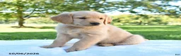 Golden Retriever dogs for sale: Annie - Ad 2