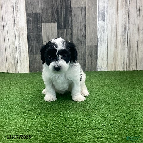 Maltipoo dogs Molly - Ad 3