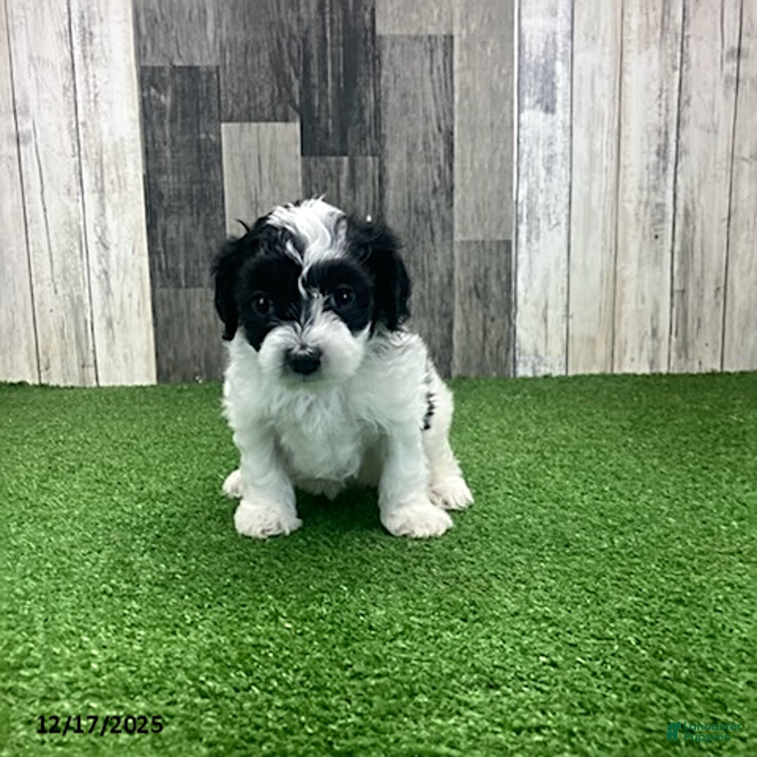 Maltipoo dogs for sale: Molly - Ad 1