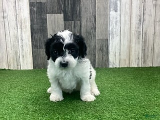 Maltipoo dogs Molly - Ad 6