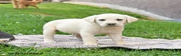 Labrador Retriever dogs for sale: Ginger - Ad 2