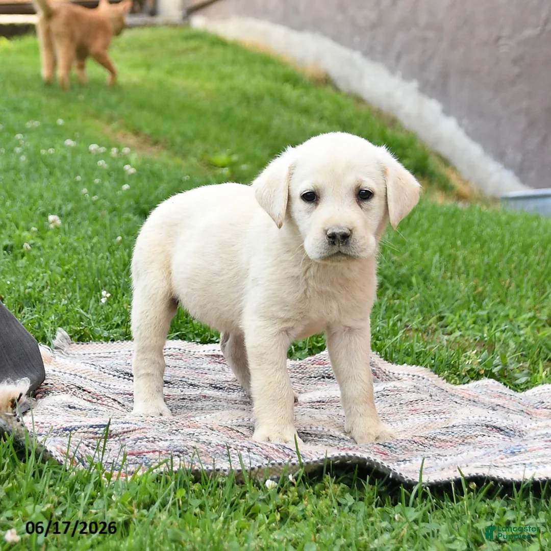 Labrador Retriever dogs for sale: Ginger - Ad 2
